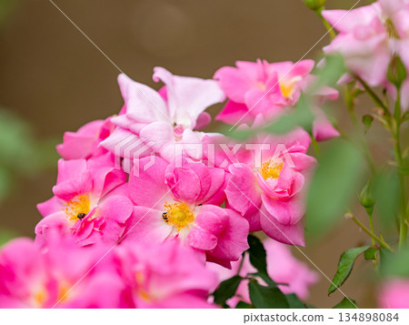 美麗的秋景：色彩繽紛、盛開的粉紅秋玫瑰 134898084