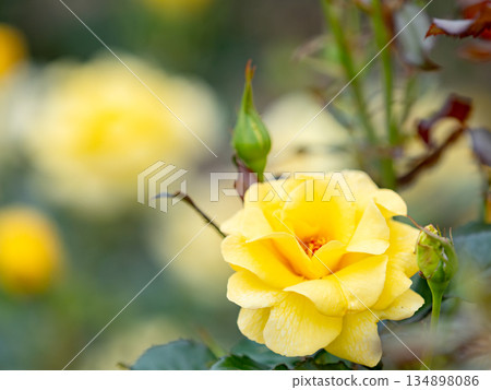 Beautiful autumn scenery: Colorful, full-bloomed yellow autumn roses Beautiful autumn scenery: Colorful, full-bloomed yellow autumn roses 134898086