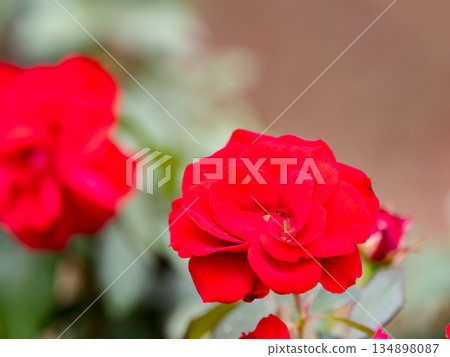 Beautiful autumn scenery: Colorful red autumn roses in full bloom 134898087