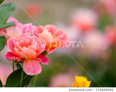 Beautiful autumn scenery: Colorful, full-bloomed pink autumn roses 134898098