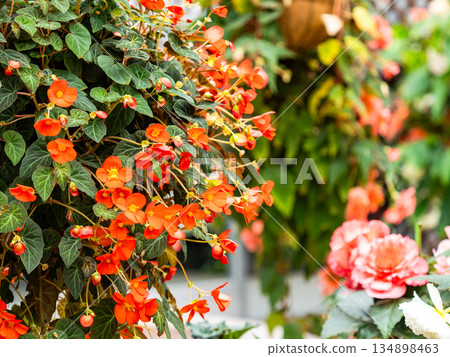 Beautiful begonias in full bloom Beautiful begonias in full bloom 134898463