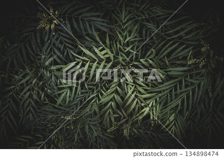 Lush leaves in the forest Lush leaves in the forest 134898474