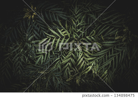 Lush leaves in the forest 134898475