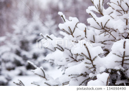 Snow blankets the branches of evergreen trees in a forest. The scene shows a winter landscape filled with fresh snow Snow blankets the branches of evergreen trees in a forest. The scene shows a winter landscape filled with fresh snow 134898490