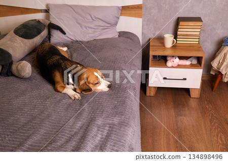 A dog lies on a bed in a bedroom. The bed is made with a soft blanket. 134898496