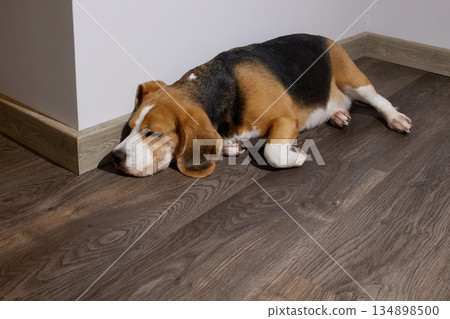 A beagle dog is sleeping on the floor in the room A beagle dog is sleeping on the floor in the room 134898500