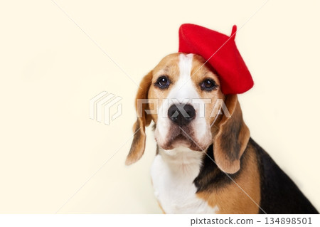 A beagle dog with a red beret sits still. The background is light. A beagle dog with a red beret sits still. The background is light. 134898501
