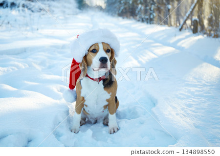 A beagle sits in the snow wearing a red Santa hat in a serene winter forest. 134898550