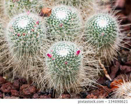 可愛的小花仙人掌 134898621