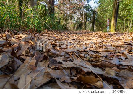 Tsurugaike Pond, Iwata City, Shizuoka Prefecture, December, Winter, Fallen Leaves Promenade 134898663