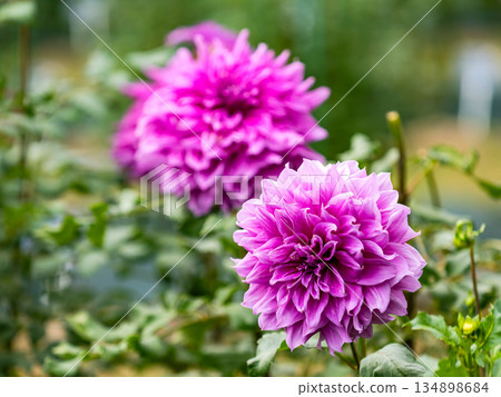 盛開的五顏六色和美麗的大麗花 盛開的五顏六色和美麗的大麗花 134898684