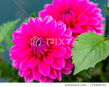 Colorful and beautiful dahlia in full bloom 134898701