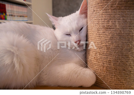 A moment at a cat cafe where a white cat sleeps next to a scratching post A moment at a cat cafe where a white cat sleeps next to a scratching post 134898769