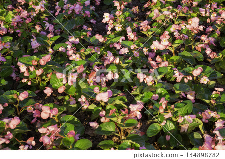 Green area relax outdoors garden with plants Green area relax outdoors garden with plants 134898782