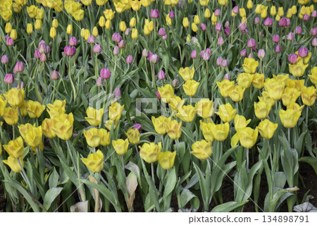 Green area relax outdoors garden with plants Green area relax outdoors garden with plants 134898791