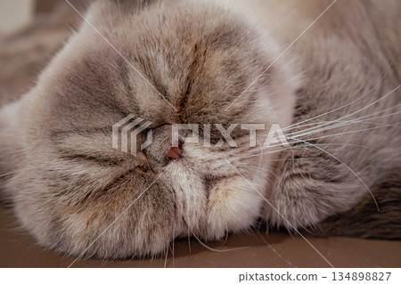 一隻貓蜷縮著身體睡覺的特寫，毛茸茸的臉龐清晰可見。 134898827