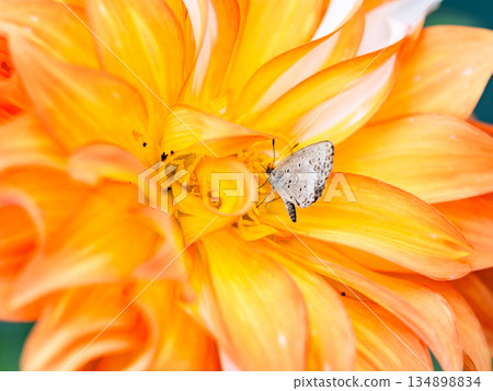 Colorful and beautiful orange dahlias in full bloom and small lycaenid butterflies Colorful and beautiful orange dahlias in full bloom and small lycaenid butterflies 134898834