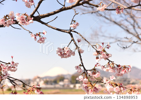 Kawazu cherry tree Kawazu cherry tree 134898953