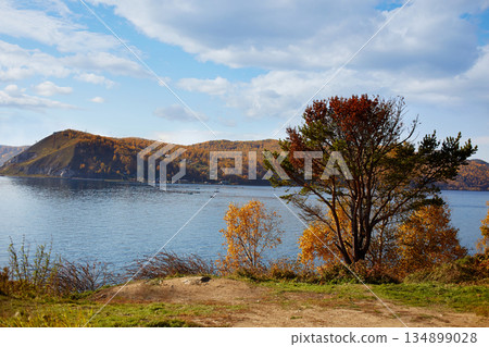 Beautiful autumn landscape. Pine tree on the bank of the Angara River. Beautiful autumn landscape. Pine tree on the bank of the Angara River. 134899028