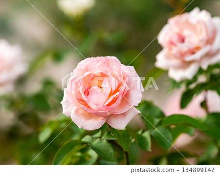 Beautiful autumn scenery: Colorful autumn roses in full bloom Beautiful autumn scenery: Colorful autumn roses in full bloom 134899142