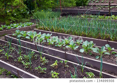 Organic vegetable garden: strawberry beds, garlic, cabbage. Organic vegetable garden: strawberry beds, garlic, cabbage. 134899308