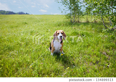 Cute dog beagle is sitting on the grass in the summer meadow. 134899313