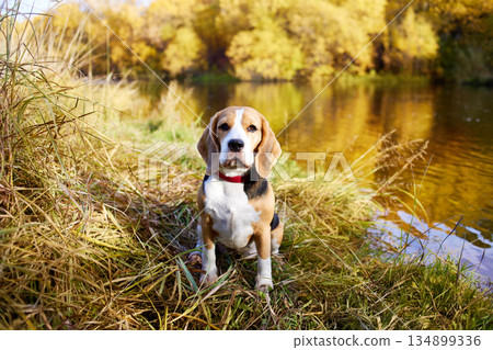 Colorful autumn landscape. A beagle dog sits in the dry grass by the river. 134899336
