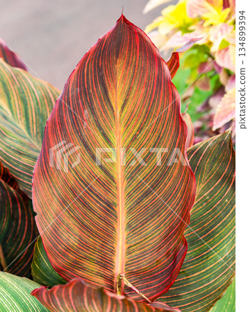 Beautiful large leaves of canna Beautiful large leaves of canna 134899394