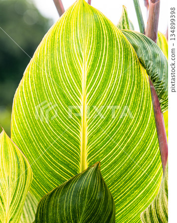 Beautiful large leaves of canna Beautiful large leaves of canna 134899398