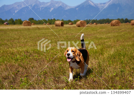 A cute beagle dog walks through a freshly mown meadow 134899407