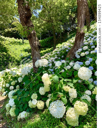 在綠樹蔭下盛開的白色繡球花(靜岡縣袋井市鶴井百合之園) 在綠樹蔭下盛開的白色繡球花(靜岡縣袋井市鶴井百合之園) 134899425