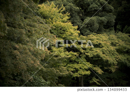 Autumn scenery of the Kyu-Furukawa Gardens 134899433