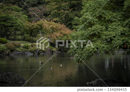 Autumn scenery of the Kyu-Furukawa Gardens 134899435