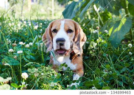 Beagle dog resting on green grass in summer meadow 134899463