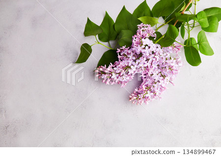 Lilac branch on a grey background. Spring background mock up, lilac flowers. Lilac branch on a grey background. Spring background mock up, lilac flowers. 134899467
