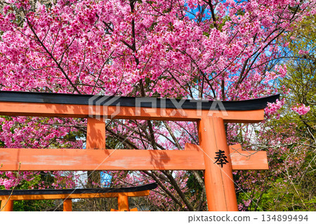 Beautiful Yohko Sakura at Hirano Shrine, Kyoto (Kita Ward, Kyoto City, Kyoto Prefecture) Beautiful Yohko Sakura at Hirano Shrine, Kyoto (Kita Ward, Kyoto City, Kyoto Prefecture) 134899494