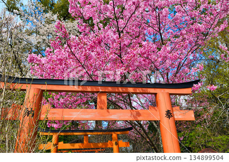 Beautiful Yohko Sakura at Hirano Shrine, Kyoto (Kita Ward, Kyoto City, Kyoto Prefecture) Beautiful Yohko Sakura at Hirano Shrine, Kyoto (Kita Ward, Kyoto City, Kyoto Prefecture) 134899504