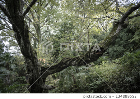 A forest tree with wild branches A forest tree with wild branches 134899552