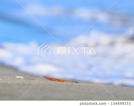 Fallen leaves blown onto the beach Fallen leaves blown onto the beach 134899553