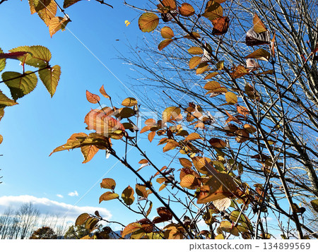 autumn leaves 134899569