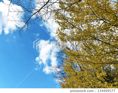 Autumn sky and ginkgo leaves Autumn sky and ginkgo leaves 134899577