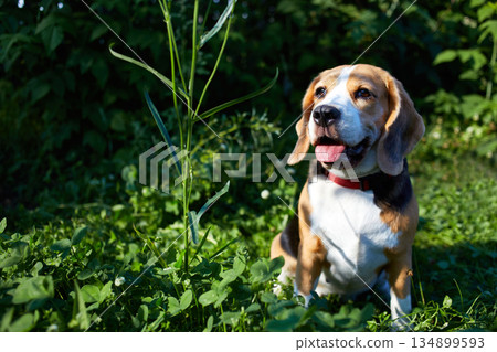 A beagle dog sits on green grass on a hot sunny day A beagle dog sits on green grass on a hot sunny day 134899593