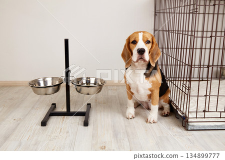 Cute dog Beagle is sitting in the room by the bowls for food and water. 134899777