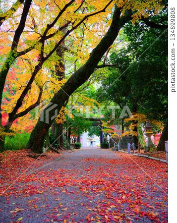 奈良縣秋葉 134899808