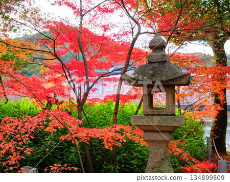 Nara Prefecture Autumn leaves Nara Prefecture Autumn leaves 134899809