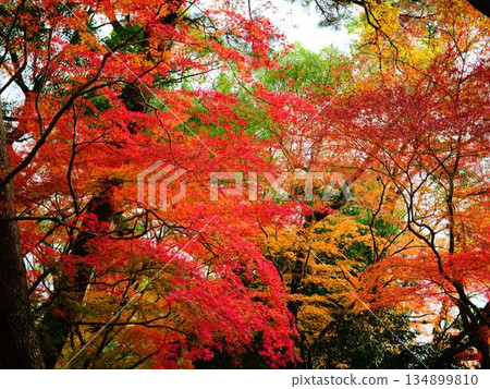Nara Prefecture Autumn leaves Nara Prefecture Autumn leaves 134899810