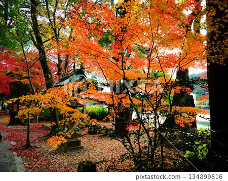Nara Prefecture Autumn leaves Nara Prefecture Autumn leaves 134899816