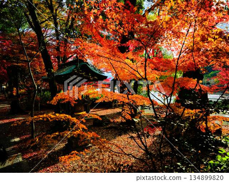 Nara Prefecture Autumn leaves Nara Prefecture Autumn leaves 134899820