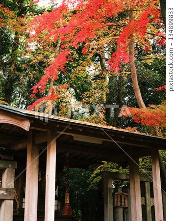Nara Prefecture Autumn leaves Nara Prefecture Autumn leaves 134899833