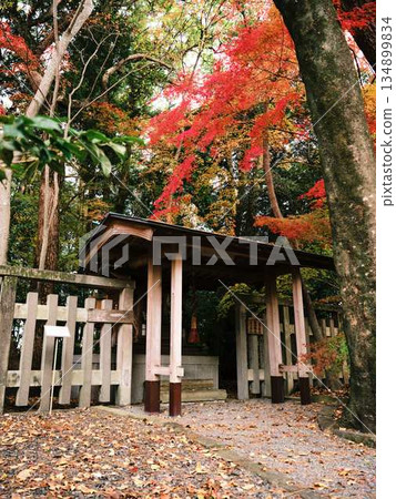 Nara Prefecture Autumn leaves 134899834